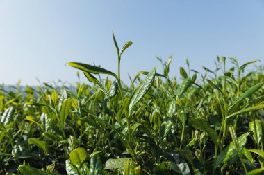 Çay çiftçisi bahar çay çiftliğinde yeşil çay tomurcuğu topluyor.