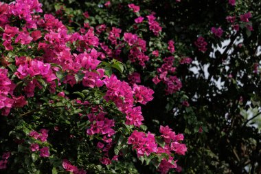 Yazın çiçek açan güzel begonviller.