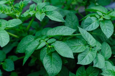 Patates tarlada yetişiyor.