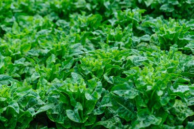 Yeşil saplı marul tarlada.