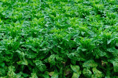 Yeşil saplı marul tarlada.