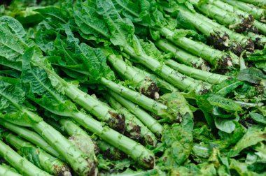 Tarlada yeşillik tohumu hasat edin.