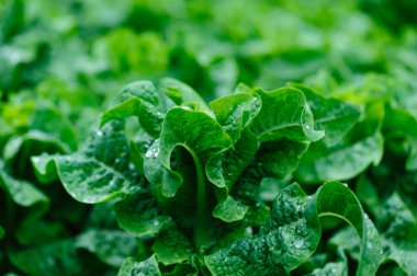 Yeşil saplı marul tarlada.