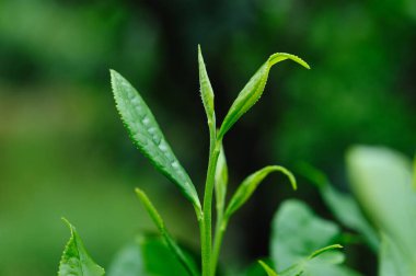Bahar çay çiftliğinde yeşil çay tomurcuğu 