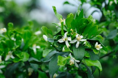 Baharda beyaz portakal çiçekleri