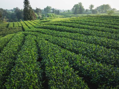 Çin 'deki güzel çay hasadı teras manzarasının havadan görüntüsü.