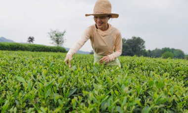 Çay çiftçisi bahar çay çiftliğinde yeşil çay çekimleri yapıyor.