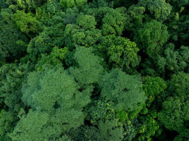Yazın tropikal ormanın havadan görünüşü