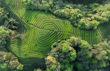 Çin 'deki güzel çay hasadı teras manzarasının havadan görüntüsü.