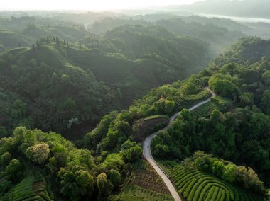 Çin 'deki güzel çay hasadı teras manzarasının havadan görüntüsü.