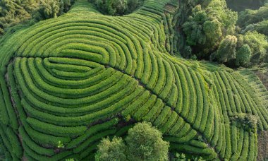 Çin 'deki güzel çay hasadı teras manzarasının havadan görüntüsü.