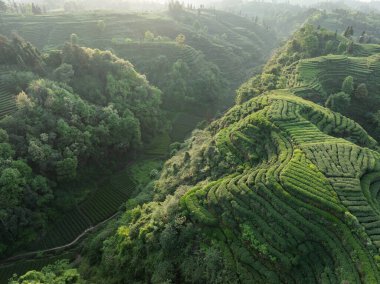 Çin 'deki güzel çay hasadı teras manzarasının havadan görüntüsü.