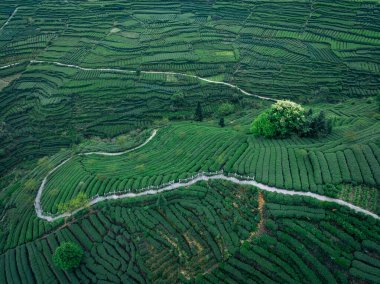 Bahar dağlarında yeşil çay terası