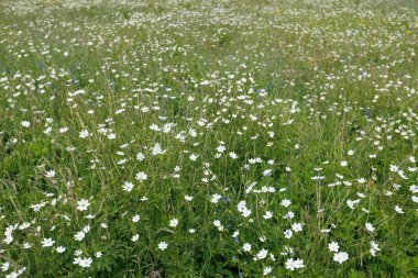 Ovada açan yabani beyaz çiçeklerin yakınına.