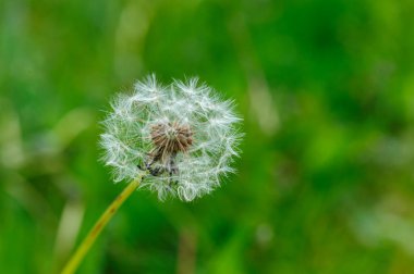 Çayırdaki karahindiba çiçeğinin yakınına.