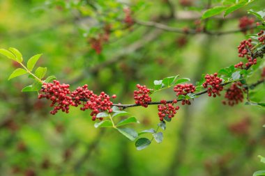 Sichuan Biberi ağaçta yetişir.