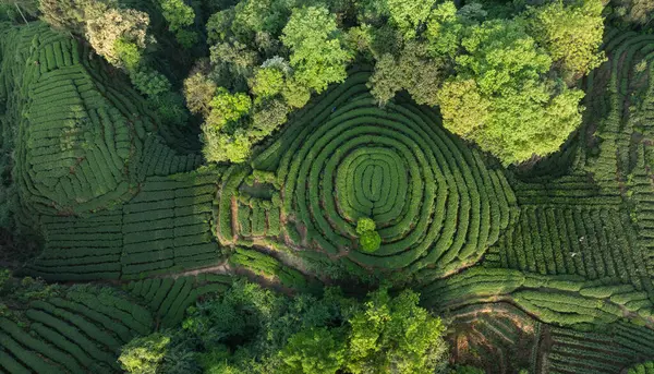 Çin 'deki güzel çay hasadı teras manzarasının havadan görüntüsü.