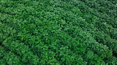 Bahçede çiçek açan domates mahsulleri