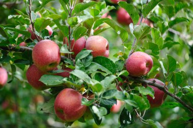 Bahçedeki ağaçta yetişen kırmızı elmalar