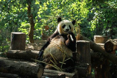 Dev panda bambu yer Chengdu, Çin 'de