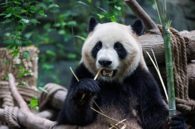 Dev panda bambu yer Chengdu, Çin 'de