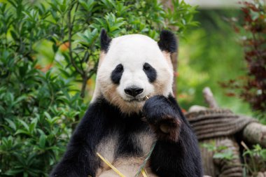 Dev panda bambu yer Chengdu, Çin 'de