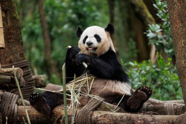 Dev panda bambu yer Chengdu, Çin 'de
