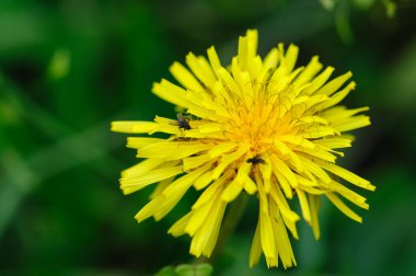 Sarı karahindiba çiçeğine yakın çekim 