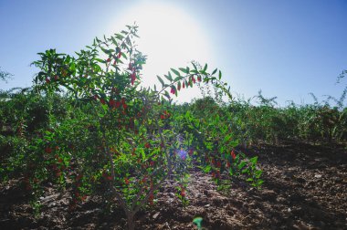 Goji meyveleri ve gün ışığı tarlasında bitkiler