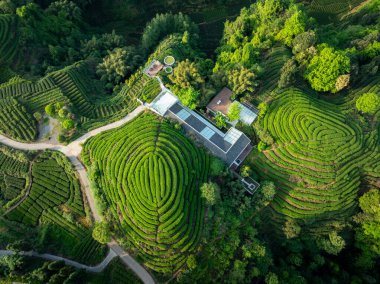 Çin 'deki güzel çay hasadı teras manzarasının havadan görüntüsü.