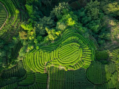 Çin 'deki güzel çay hasadı teras manzarasının havadan görüntüsü.