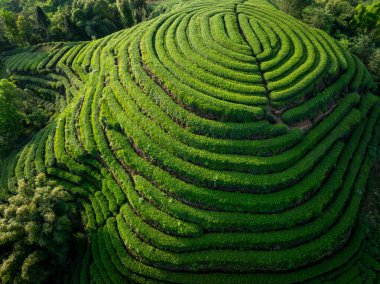 Çin 'deki güzel çay hasadı teras manzarasının havadan görüntüsü.