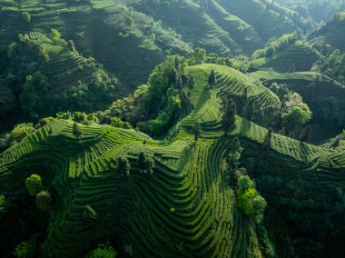 Çin 'deki güzel çay hasadı teras manzarasının havadan görüntüsü.