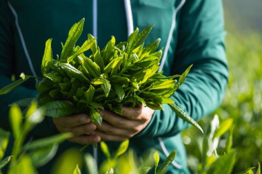 Çay çiftçisi bahar çay çiftliğinde yeşil çay çekimleri yapıyor.