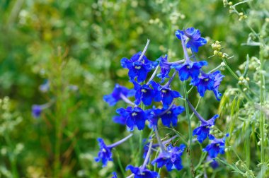 Yabani mavi çiçek otlakta