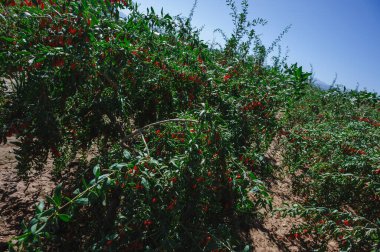 Goji meyveleri ve güneş bahçesinde bitkiler