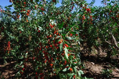 Goji meyveleri ve güneş bahçesinde bitkiler