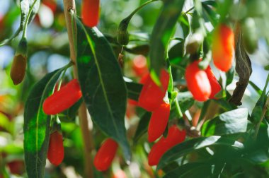 Goji meyveleri ve güneş bahçesinde bitkiler
