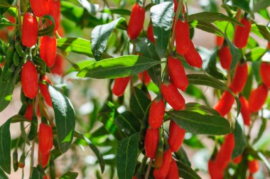 Goji meyveleri ve güneş bahçesinde bitkiler