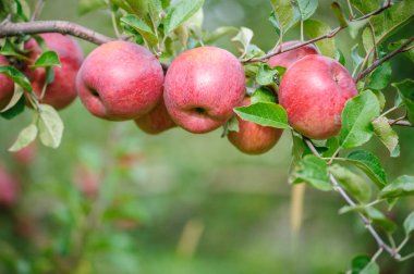 Bahçedeki ağaçta yetişen kırmızı elmalar