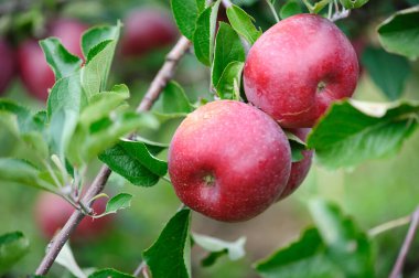 Bahçedeki ağaçta yetişen kırmızı elmalar