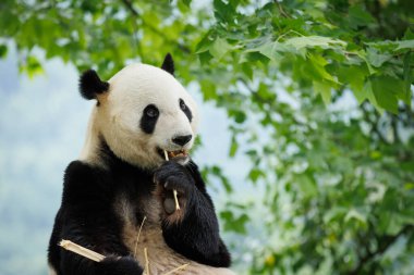 Bir sıska dev panda hayvanat bahçesinde bambu yiyor.
