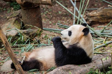 Hayvanat bahçesinde bambu yiyen dev bir panda.