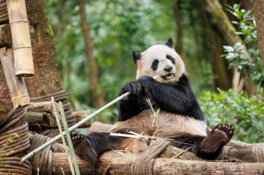 Hayvanat bahçesinde bambu yiyen dev bir panda.