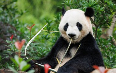 Hayvanat bahçesinde dev bir panda