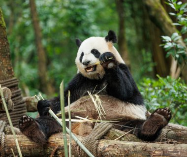 Hayvanat bahçesinde dev bir panda