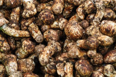 Çin 'de Tricholoma matsutake mantarı.