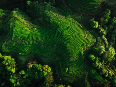 Çin 'deki güzel çay hasadı teras manzarasının havadan görüntüsü.