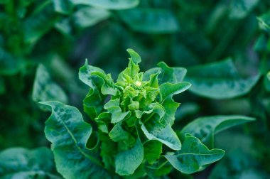 Yeşil saplı marul tarlada.