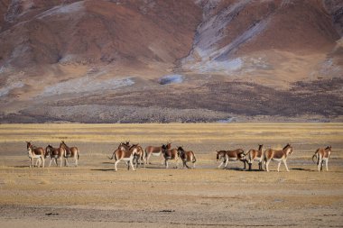 Equus kiang yüksek irtifada çayırlarda